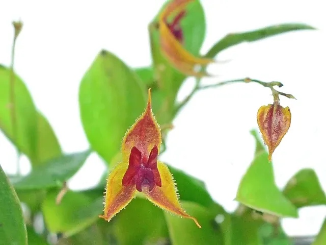 Lepanthes caudata x