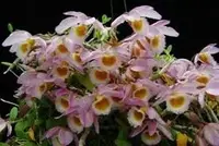 Dendrobium loddigesii — Cal-Orchid Inc.
