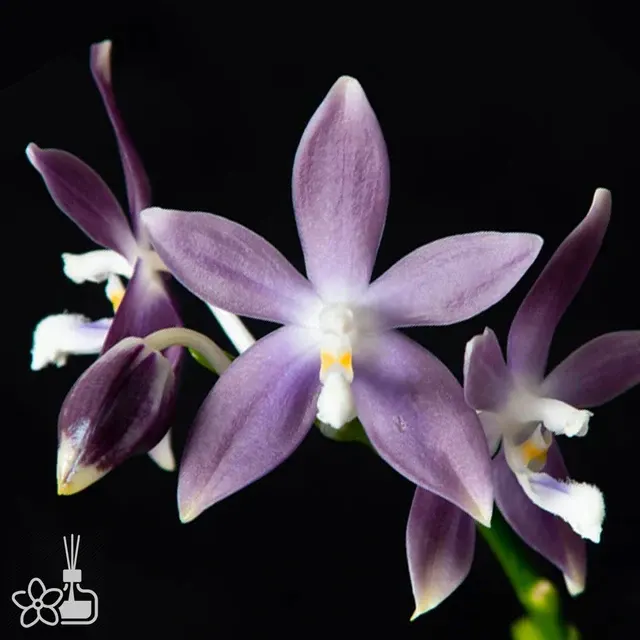 Phalaenopsis tetrapis 'Blue LW620'