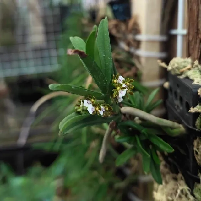 Trichoglottis triflora (Trichoglottis)