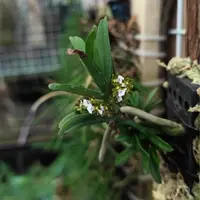 Trichoglottis triflora