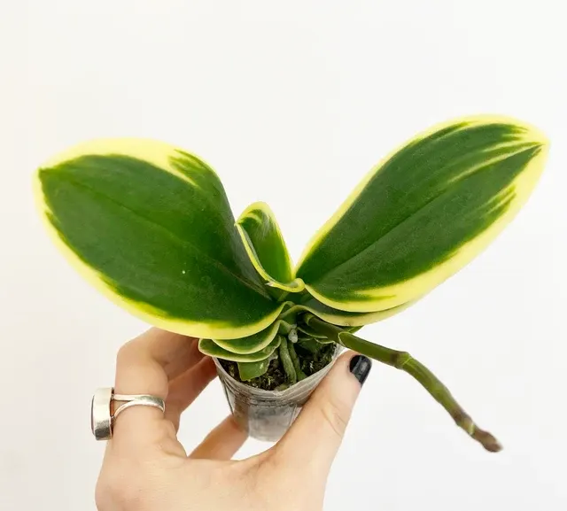 Phalaenopsis Sogo Vivien S Edge' 'Leaf'