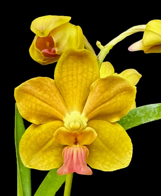 Vanda Xena 'Luna De Miel' (Vanda)