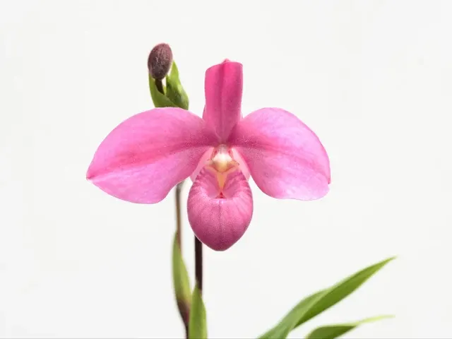 Phragmipedium Memoria Mariza Rolando (Phragmipedium)