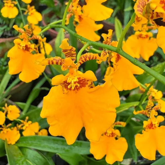 Oncidesa Gower Ramsey - Spiking 'Orange Delight'
