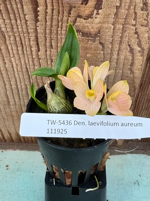 Dendrobium lavifolium aureum