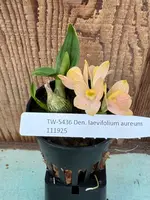 Dendrobium lavifolium aureum