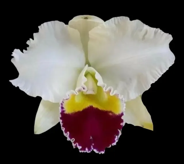 Cattleya Taida Swan 'Polar Bear'