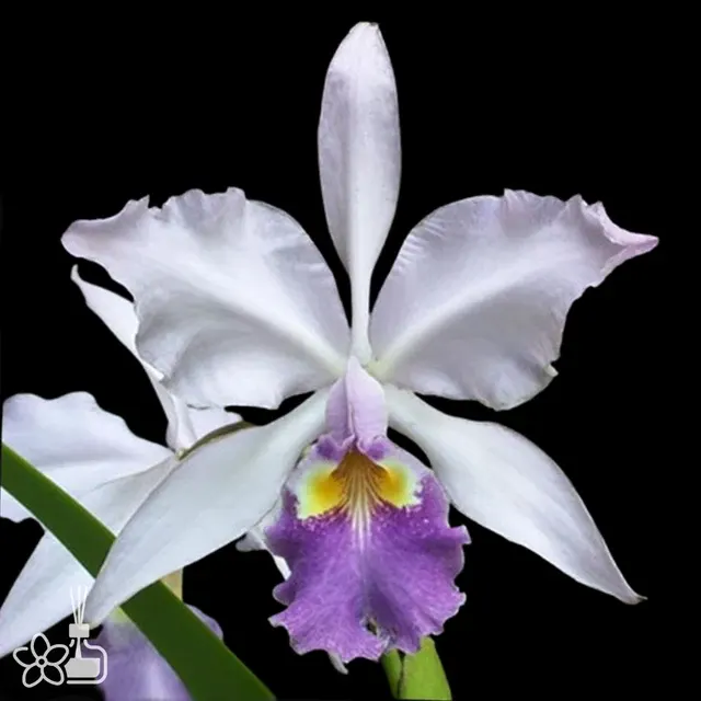 Cattleya warscewiczii coerulea 'Ituango'