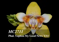 Phal Yaphon My Good News 'Fantastic Peloric, Note: Compact Plant ' (Yaphon Perfume x Brother Sara Gold)