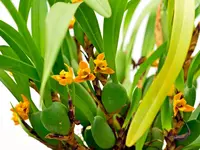 Maxillaria variabilis