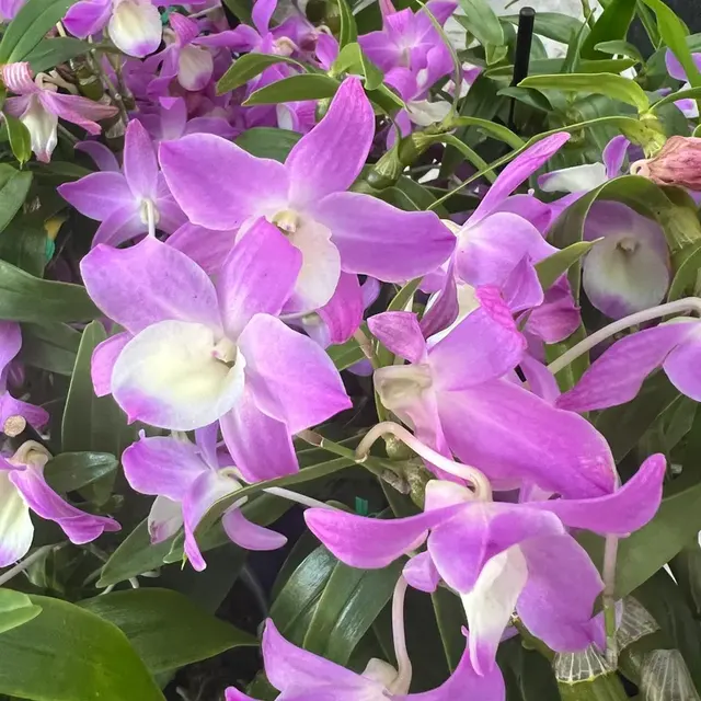 Dendrobium Nobile Dream Ace 'Hamana Lake'