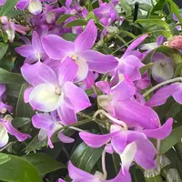 Orchid Dendrobium Nobile Dream Ace 'Hamana Lake' Live PLant