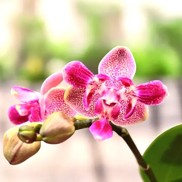 Phalaenopsis Caribbean Sunset × Minus - Flori Parfumate (Phalaenopsis)