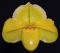 Paphiopedilum Sun God ‘Golden Treasure’ AM/AOS