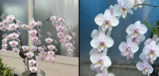 Phalaenopsis Rothschildiana × Philishill