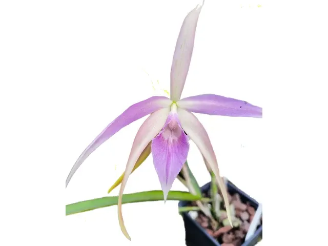 Brassocattleya Ivan Portilla Pink Lip (Brassocattleya)