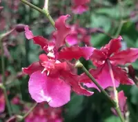 Onc. Sharry Baby 'Ruby' (OM 8R)