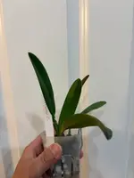 C. Luciana C