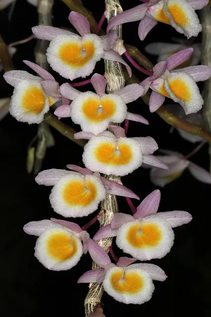 Dendrobium primulinum yellow 'Alkmaar'