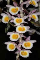 Dendrobium primulinum yellow 'Alkmaar' AM/SAOC x ‘Ndlovu’ AM/SAOC
