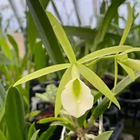 Procatavola Key Lime Stars
