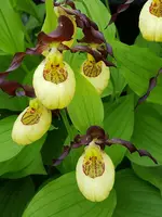 Cypripedium Emil (parviflorum x calceolus)