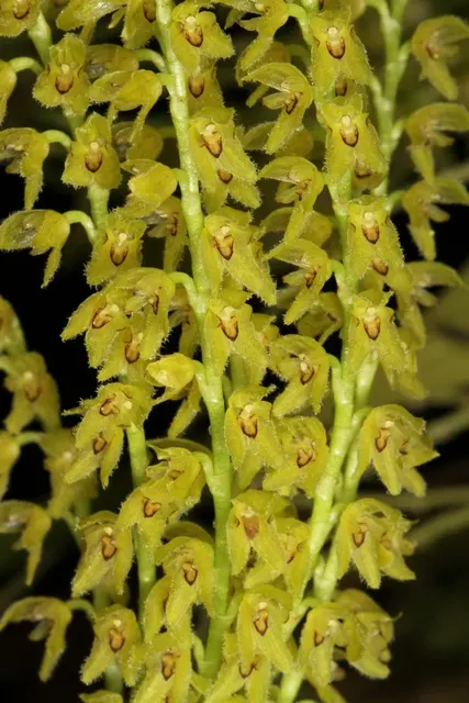 Pleurothallis maxima (Pleurothallis)
