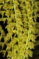 Pleurothallis maxima