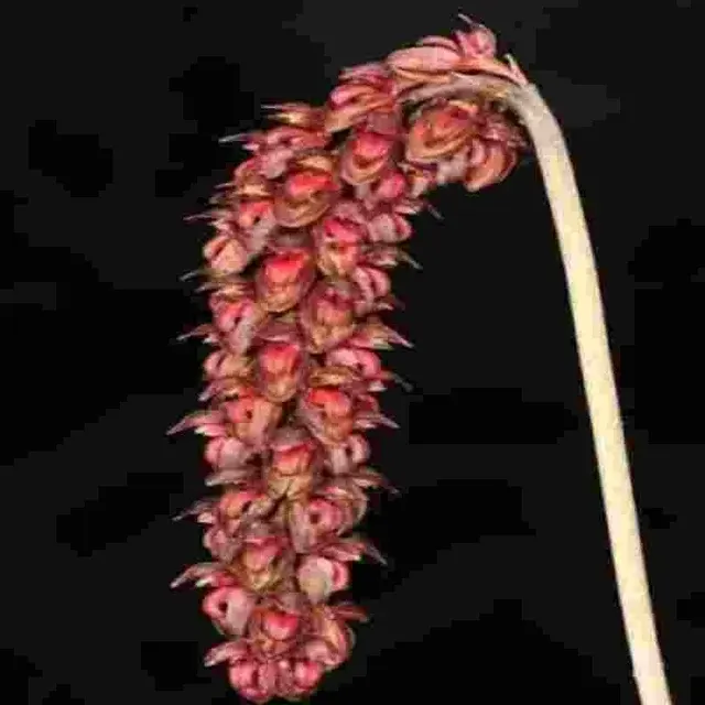 Bulbophyllum triste sp (Bulbophyllum)