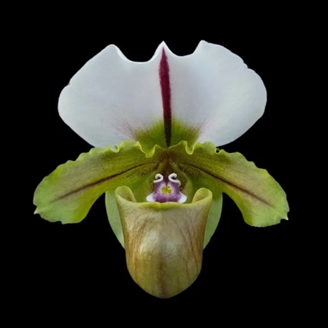 Paphiopedilum Bruno