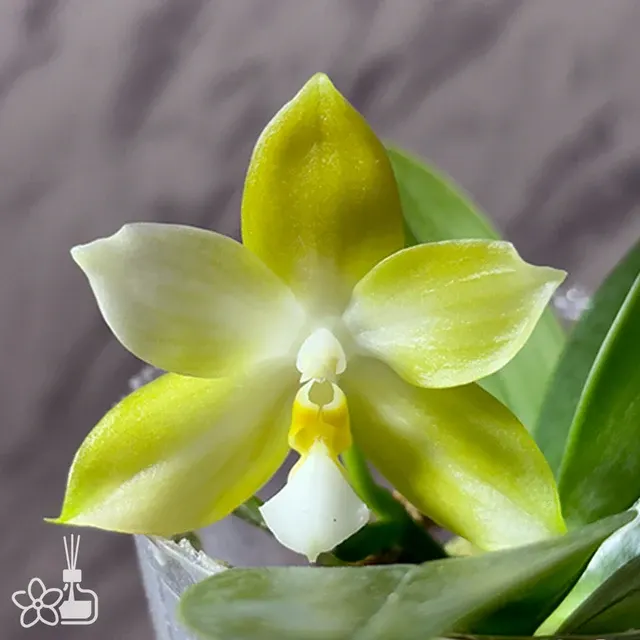 Phalaenopsis Yaphon Golden Waltz 'Royal'