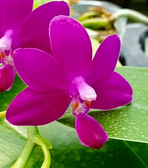 Phalaenopsis Bellina Sapphire's Galah