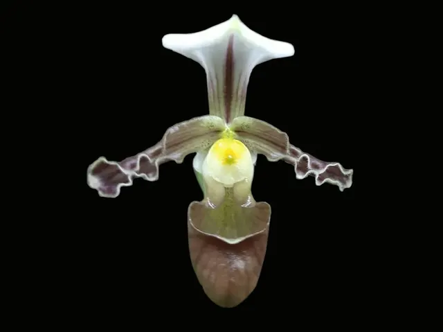 Paphiopedilum Simplicite