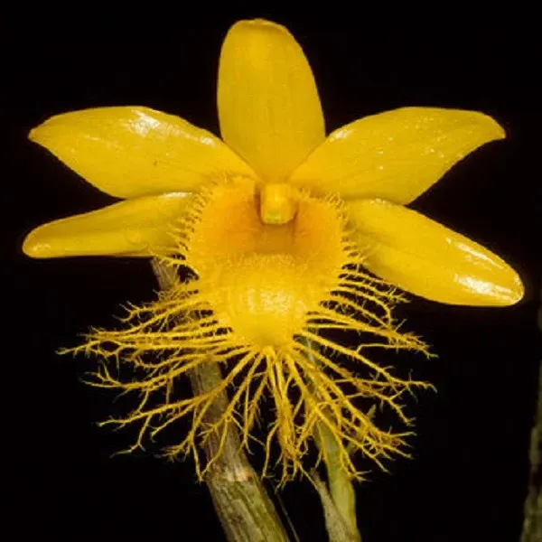 Dendrobium brymerianum (Dendrobium)