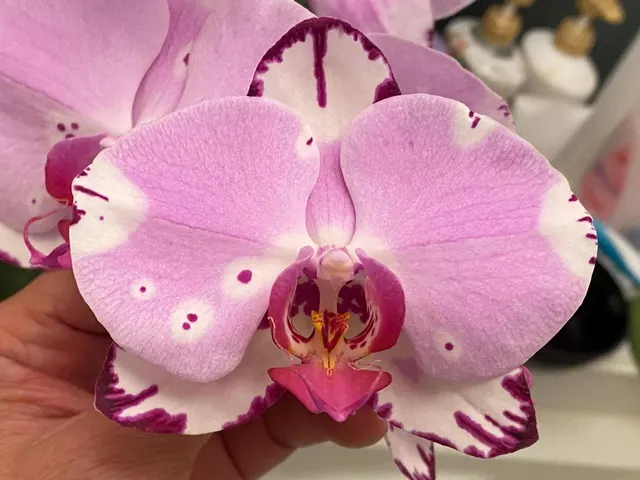 Doritaenopsis Yu Pin Dream Girl