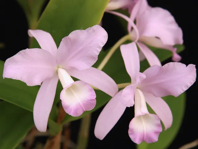 Cattleya skinneri 'Orchidglade'