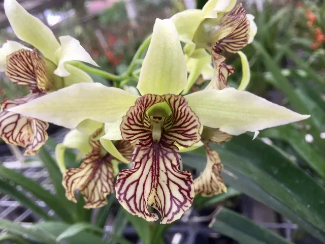 Dendrobium Green Mist x spectabile
