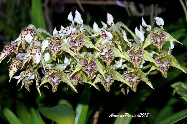 Dendrobium pulchrum (Polysema) x Eximium
