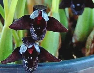 Maxillaria schunkeana (Maxillaria)