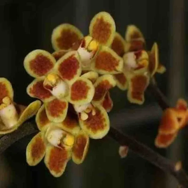 Chiloschista ramifera sp (Chiloschista)