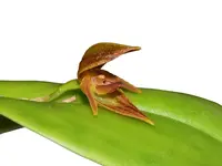 Pleurothallis siphoglossa