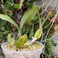 Bulbophyllum occultum