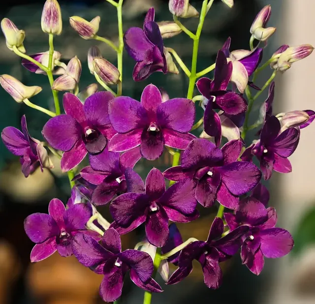 Dendrobium Siam Blue (Dendrobium)