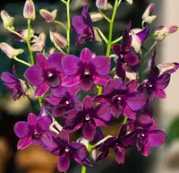 Siam Blue Seedling