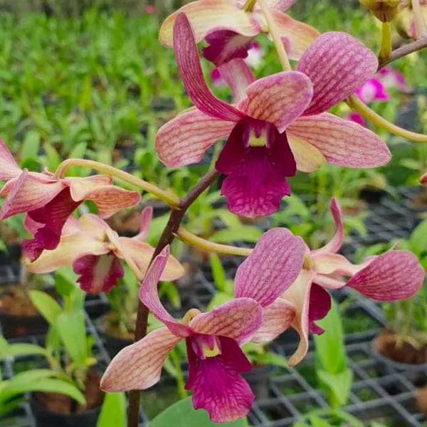 Dendrobium Rabbit Prince (Dendrobium)