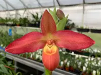 Phragmipedium QF Maria (lindleyanum x dalessandroi)
