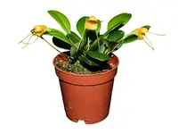 Masdevallia deniseana