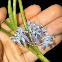 Cleisocentron merrillianum