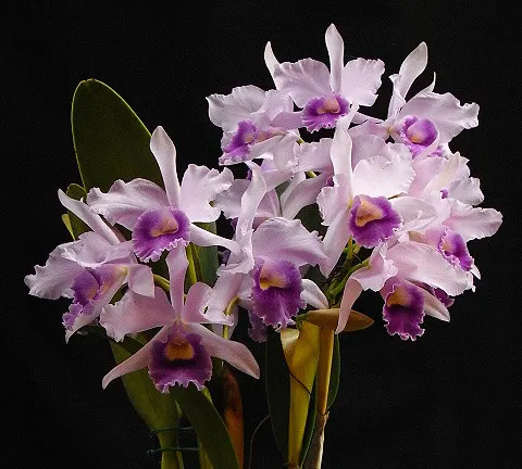 Laeliocattleya Poor Paul 'Blue Heaven' (Laeliocattleya)